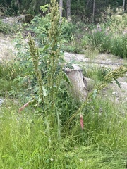 Rumex longifolius