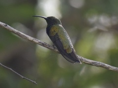 Anthracothorax aurulentus