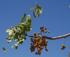 Dysoxylum gaudichaudianum