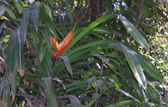Freycinetia marginata