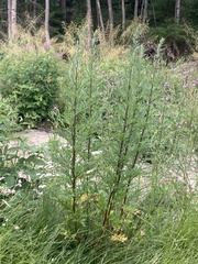 Artemisia vulgaris