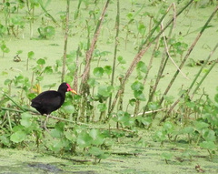 Jacana jacana