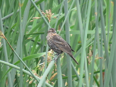 Agelaius phoeniceus caurinus