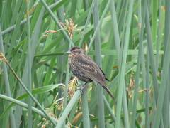 Agelaius phoeniceus caurinus