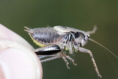 Pholidoptera griseoaptera