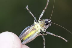 Pholidoptera griseoaptera