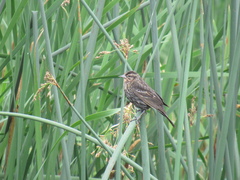 Agelaius phoeniceus caurinus