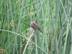 Agelaius phoeniceus caurinus