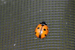 Coccinella septempunctata