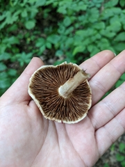 Inocybe dulciolens