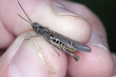 Chorthippus brunneus