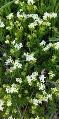 Galium anisophyllon