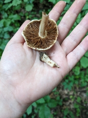 Inocybe dulciolens