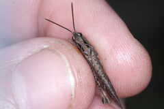 Chorthippus brunneus