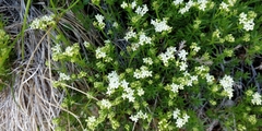 Galium anisophyllon