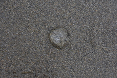 Aequorea victoria