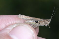 Chorthippus brunneus