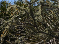 Geoffroea decorticans