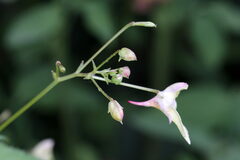 Impatiens parviflora