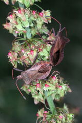 Coreus marginatus