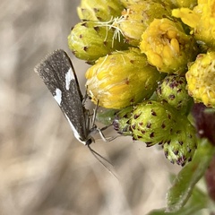 Cisthene liberomacula