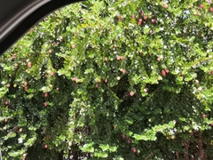 Carissa macrocarpa