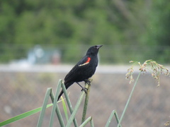 Agelaius phoeniceus caurinus