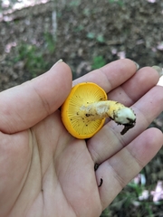 Cantharellus phasmatis