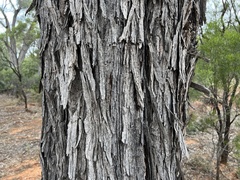 Acacia cambagei
