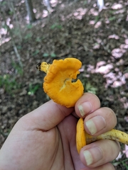 Cantharellus phasmatis
