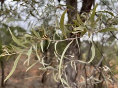 Acacia cambagei