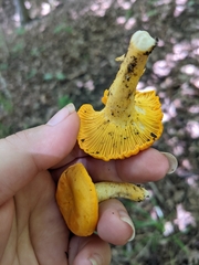 Cantharellus phasmatis