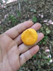 Cantharellus phasmatis