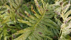 Polypodium macaronesicum azoricum