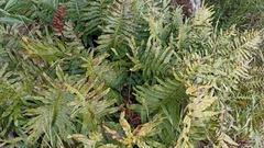 Polypodium macaronesicum azoricum