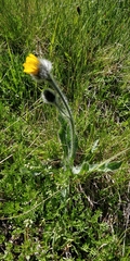 Hieracium pilosum