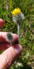 Hieracium pilosum