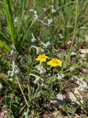 Helianthemum oelandicum orientale