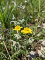 Helianthemum oelandicum orientale