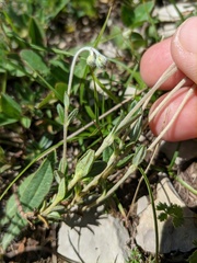 Helianthemum oelandicum orientale