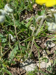 Helianthemum oelandicum orientale