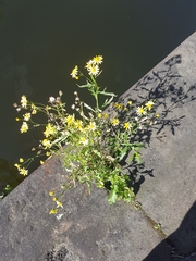 Senecio squalidus