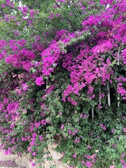 Bougainvillea
