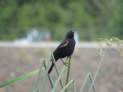 Agelaius phoeniceus caurinus