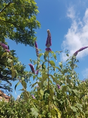 Buddleja davidii