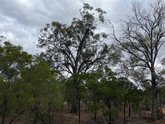Acacia cambagei