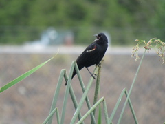 Agelaius phoeniceus caurinus