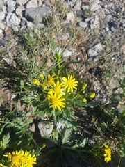 Senecio squalidus