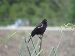 Agelaius phoeniceus caurinus