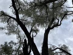 Acacia cambagei